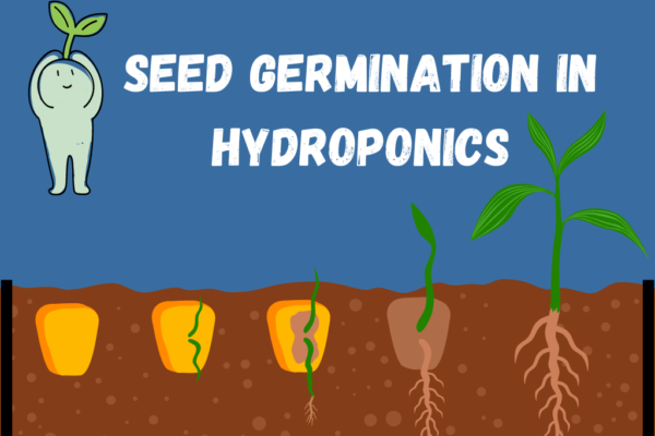 seed germination rate