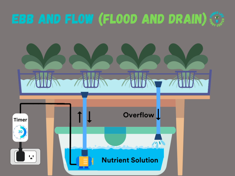 Ebb and Flow (Flood and Drain) Hydroponics: A Complete Guide