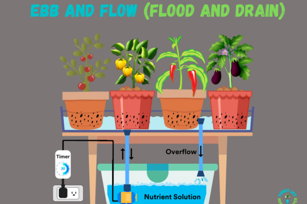 Flood and Drain Hydroponics System