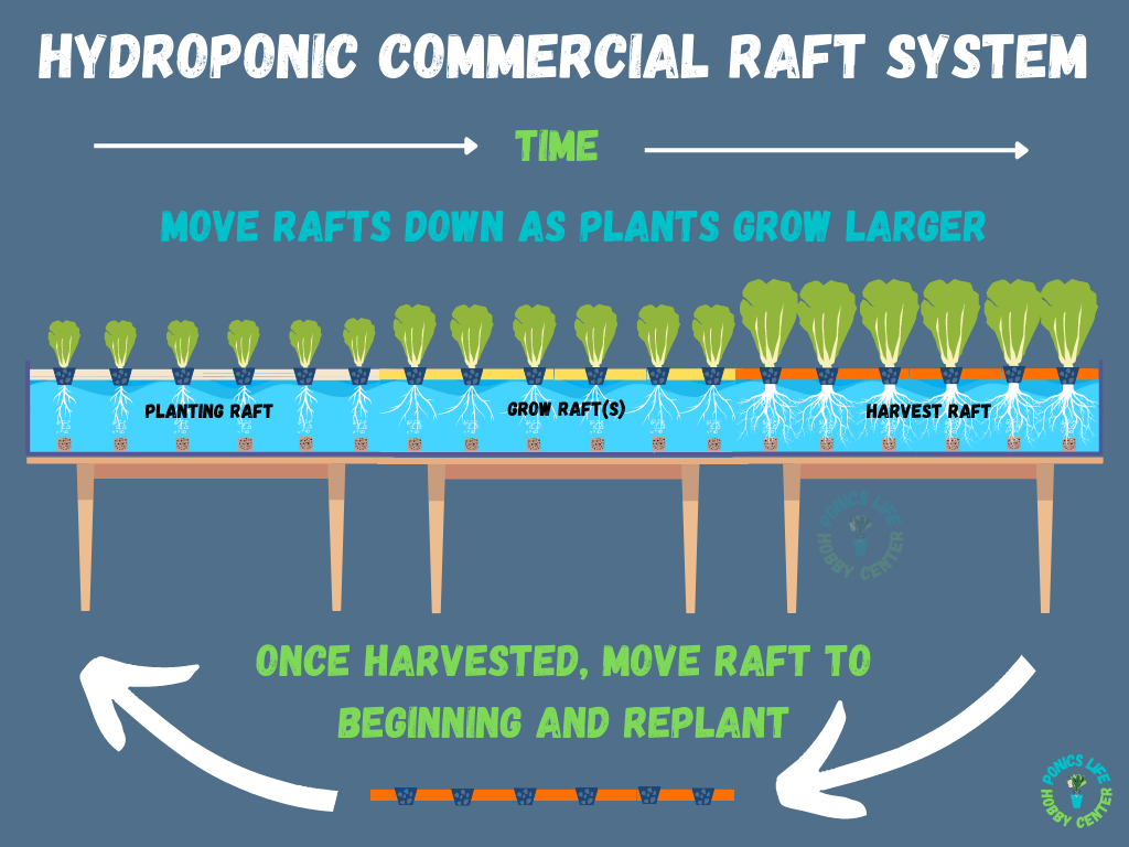 plants moving along a DWC commercial raft system