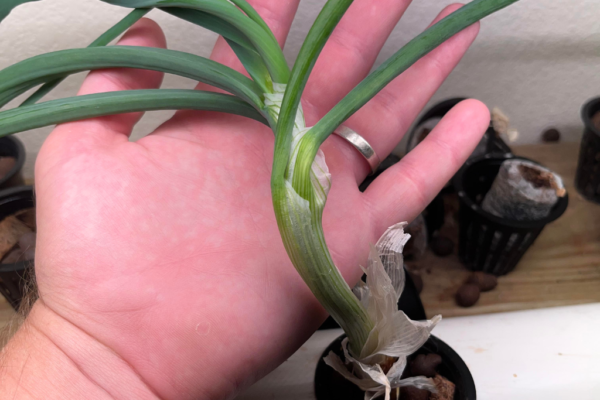 Green Onion grown in an NFT system hydroponically.