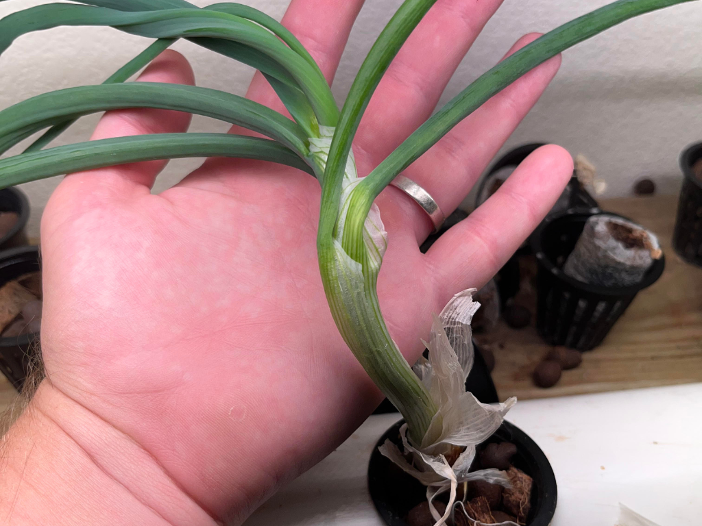 Green Onion grown in an NFT system hydroponically.