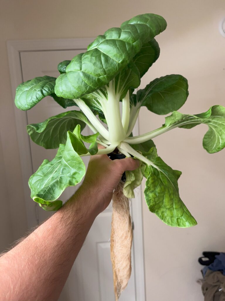 Hydroponic Bok Choy with Roots Exposed