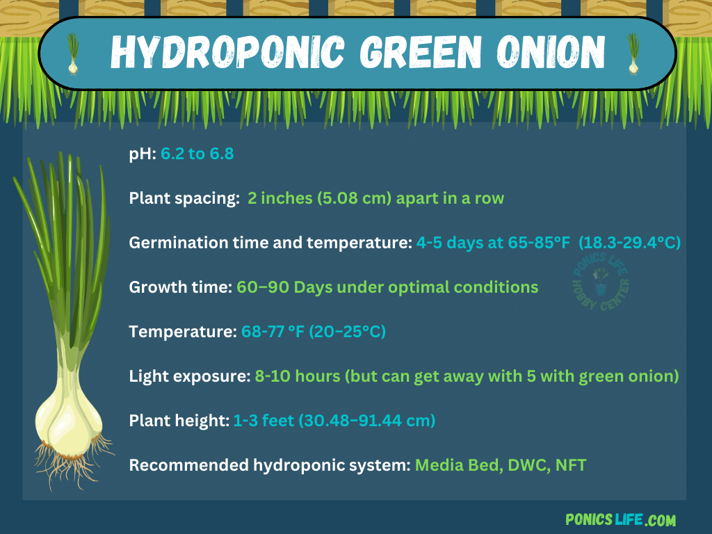 Green onion quick facts for growing hydroponically