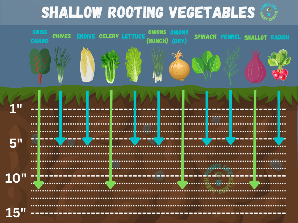 Vegetable Container Size Standards (With Chart) - Ponics Life