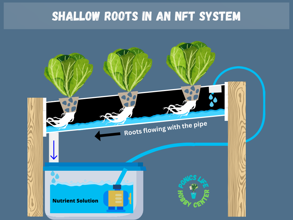 How roots flow in an NFT system