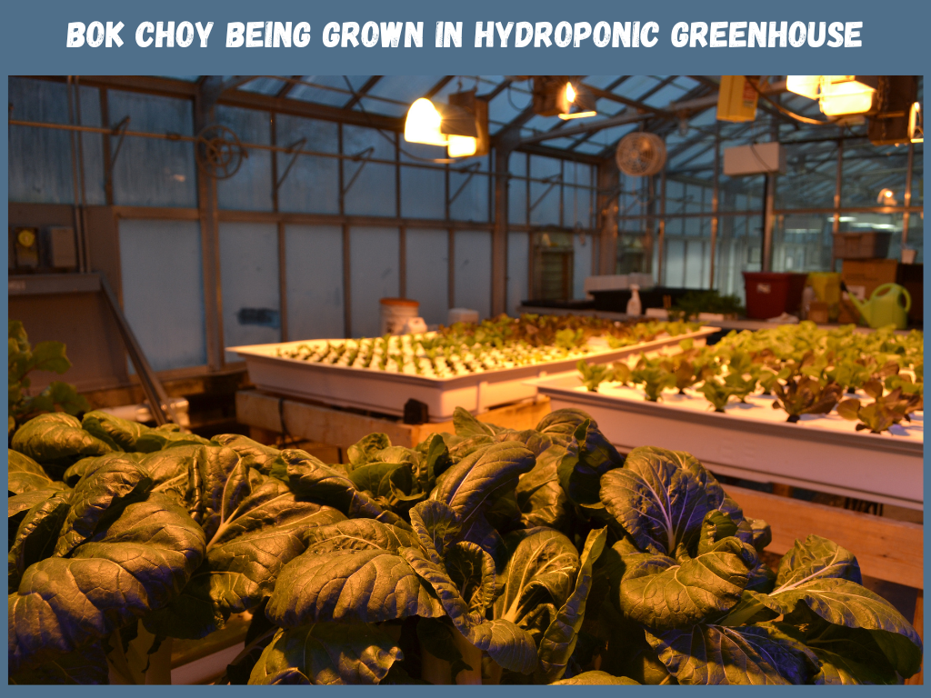 Bok Choy successfully growing in hydroponics