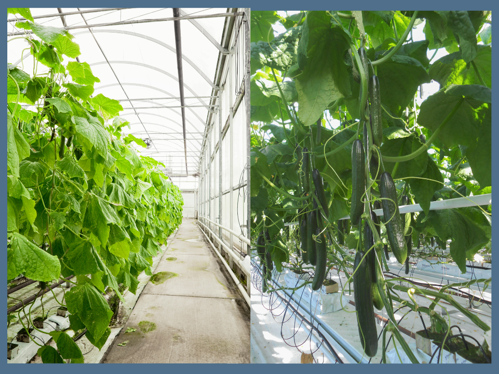 cucumbers being grown hydroponically