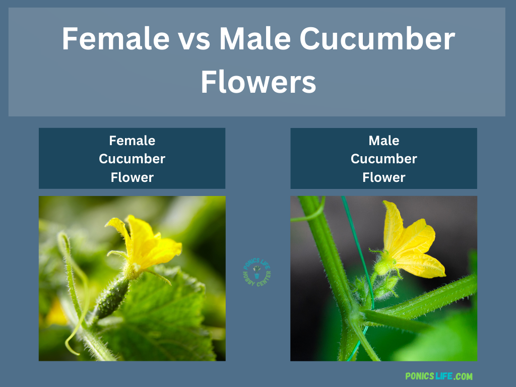 Shows female vs male cucumber flowers