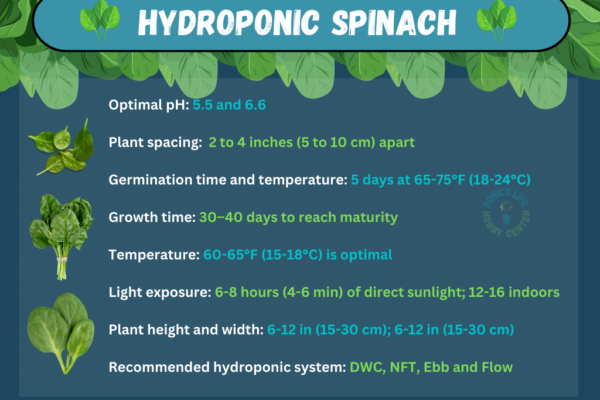 spinach growing conditions in hydroponics