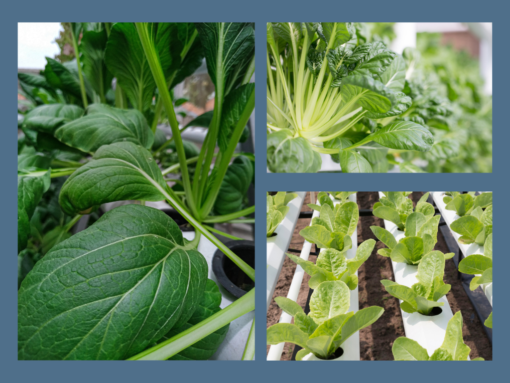 Spinach growing in different hydroponics systems