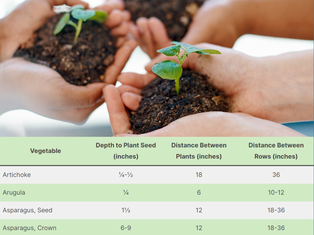 Seed Planting Depth and Spacing Chart for Vegetables: A Quick Guide