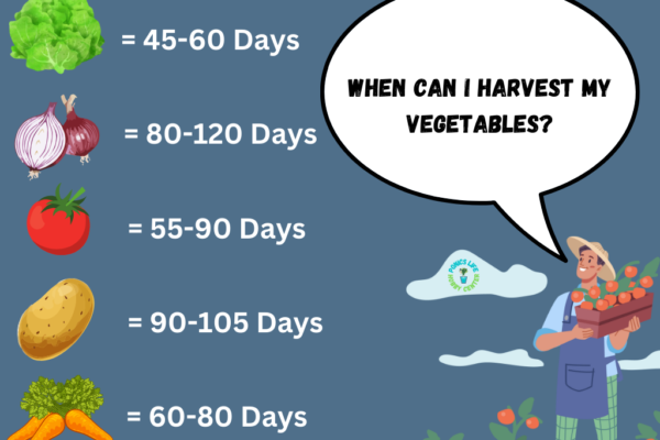 Popular vegetable harvest times