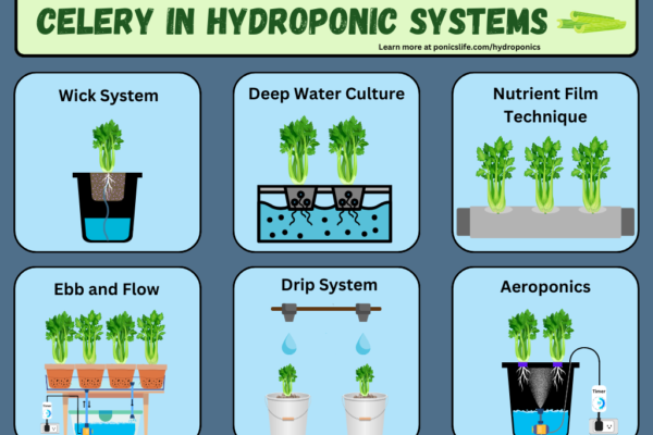 Shows the different hydroponic systems used to grow celery.