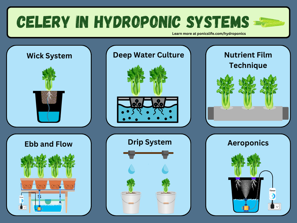 Shows the different hydroponic systems used to grow celery.