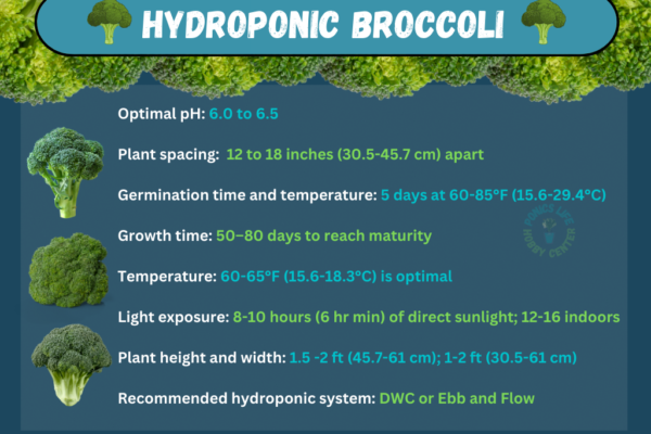 broccoli parameters if growing hydroponically