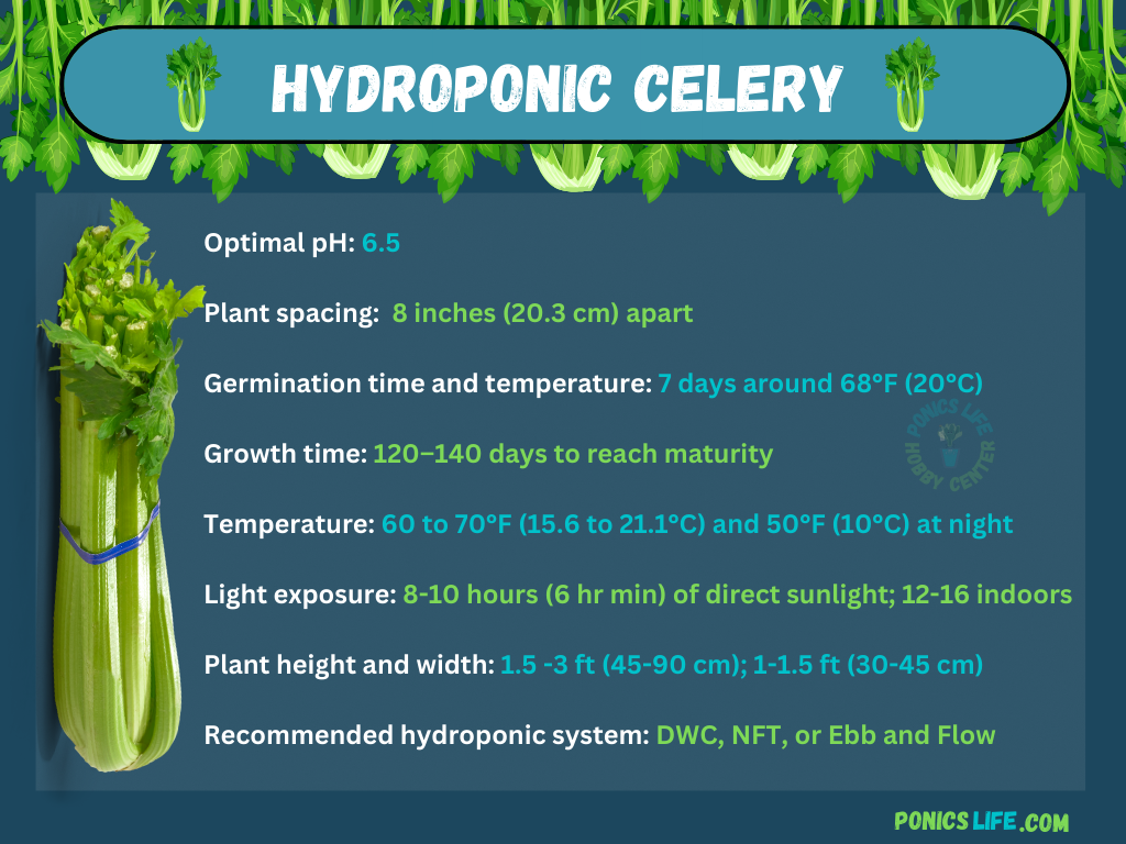 conditions for growing celery hydroponically