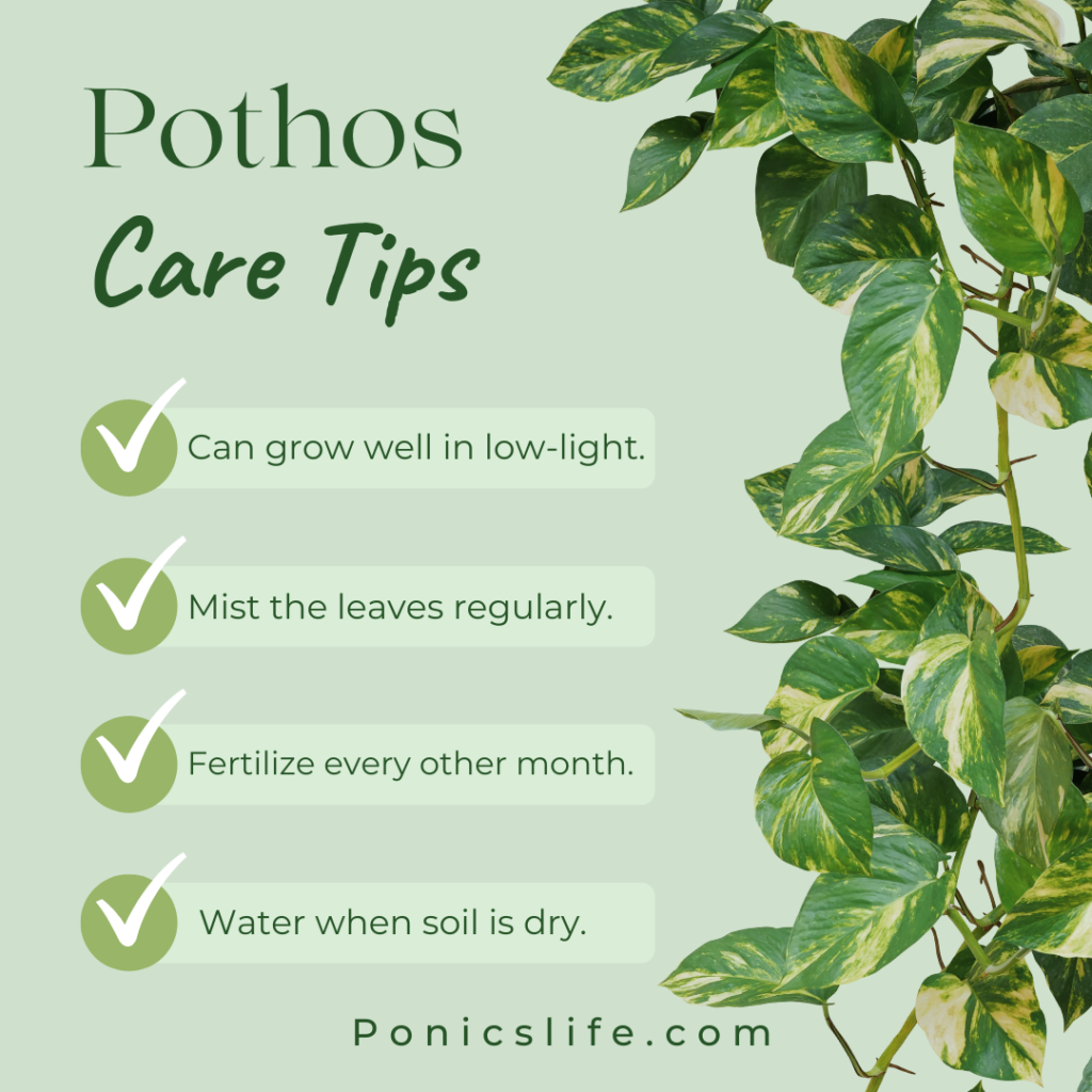 Pothos Care Tips