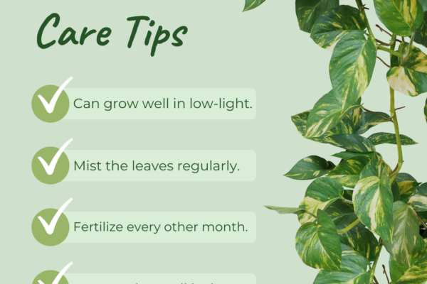 Pothos Care Tips