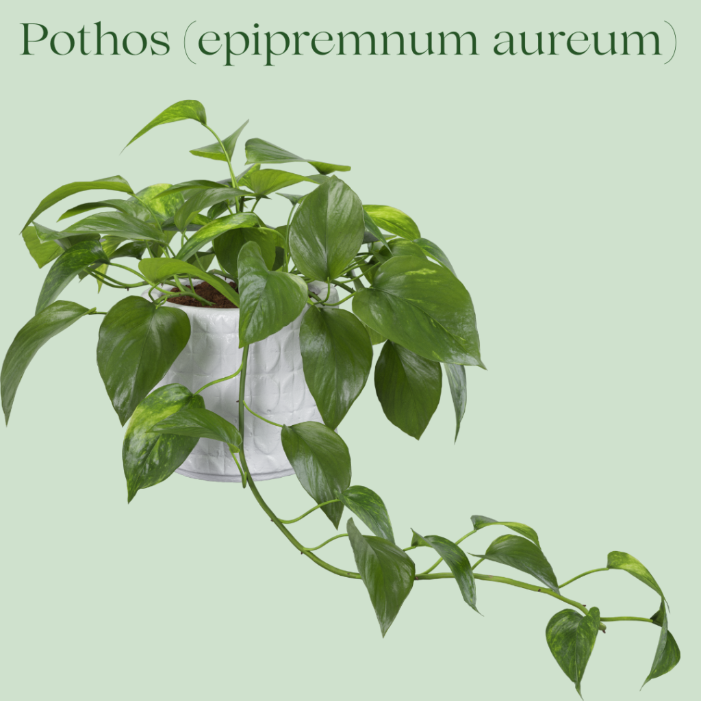 Full Picture of Pothos Plant