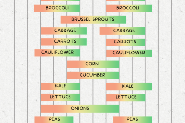 Planting schedule and calendar for zone 7 that shows when to plant, transplant, and harvest vegetables