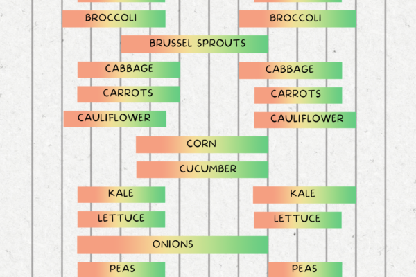 Shows a planting calendar and schedule for zone 8 vegetables