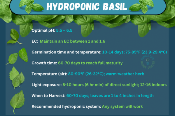 Care tips for growing basil hydroponically.