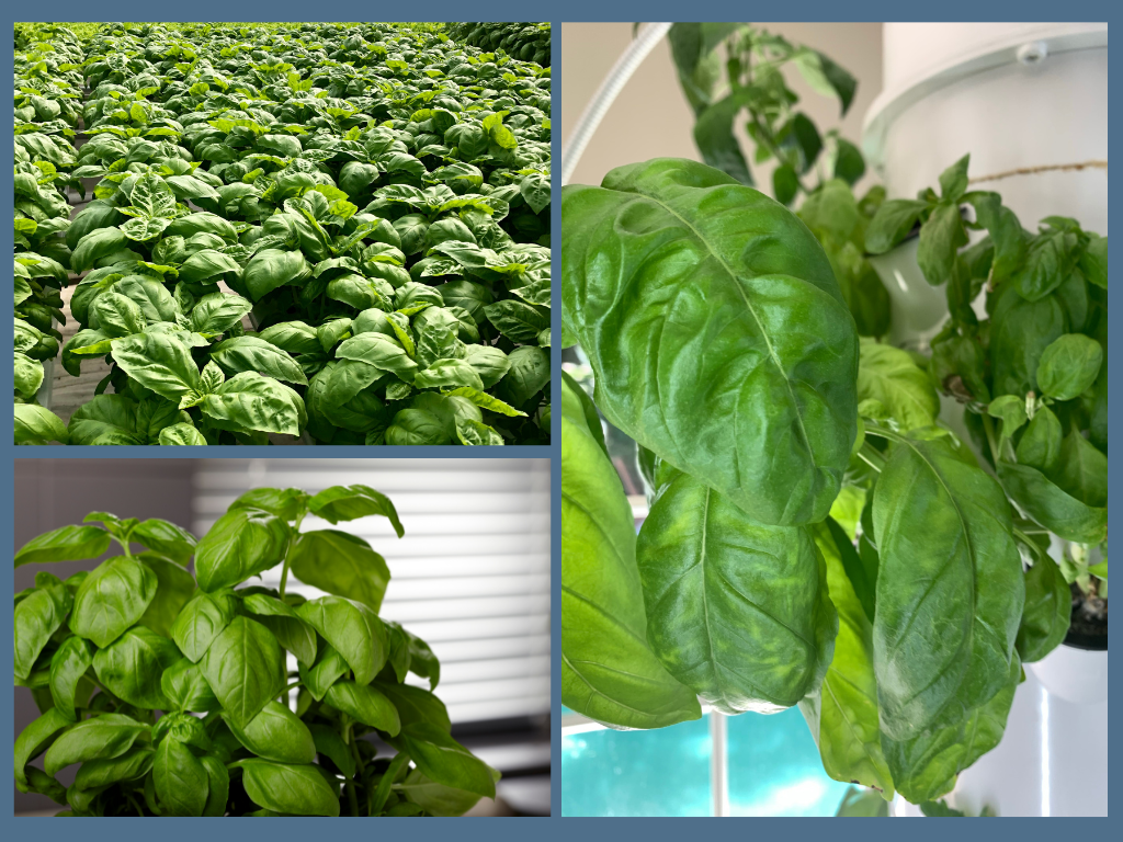 shows basil being grown hydroponically.