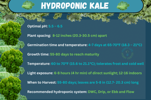 Conditions for growing kale hydroponically.