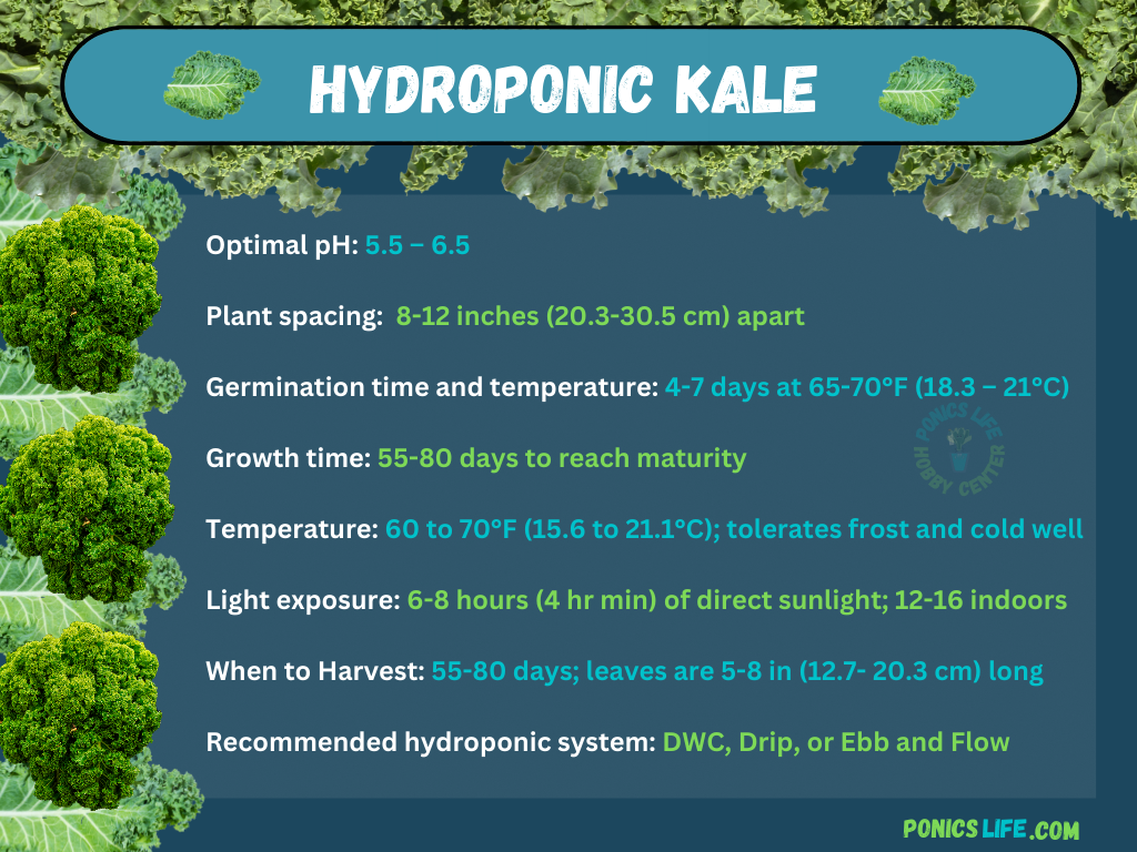 Conditions for growing kale hydroponically.