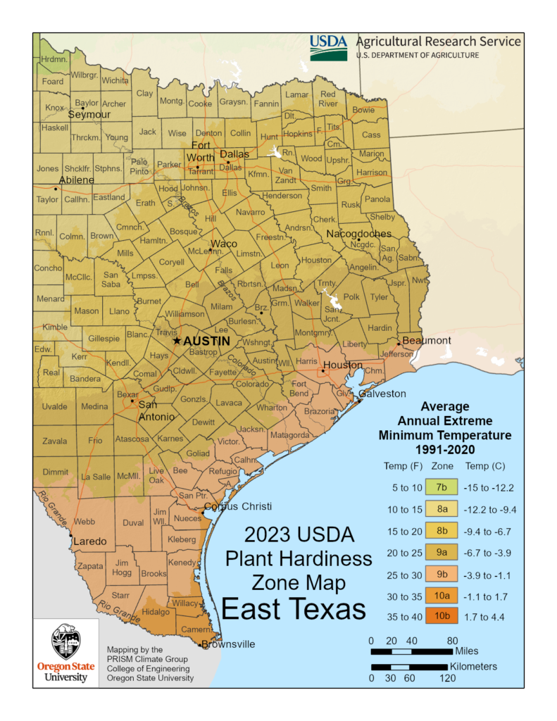 Shows East Texas Growing Zones with the USDA Plant Hardiness Zone Map.