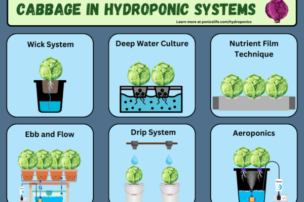 Cabbage being grow in different hydroponic systems