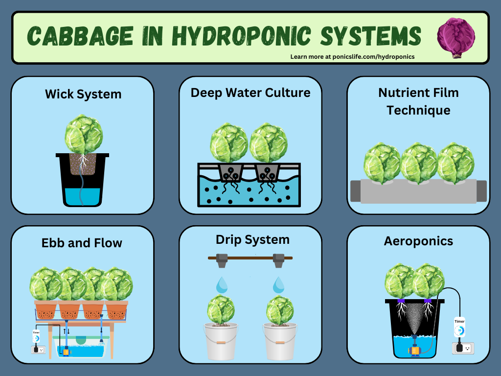 Cabbage being grow in different hydroponic systems