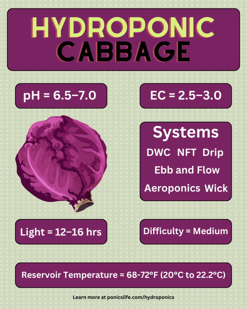 Quick Fact sheet about hydroponic cabbage