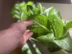 hydroponic lettuce in an NFT System