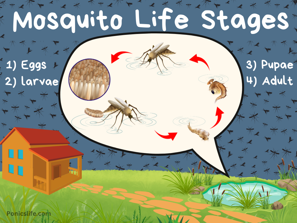 Stages of life for a mosquito