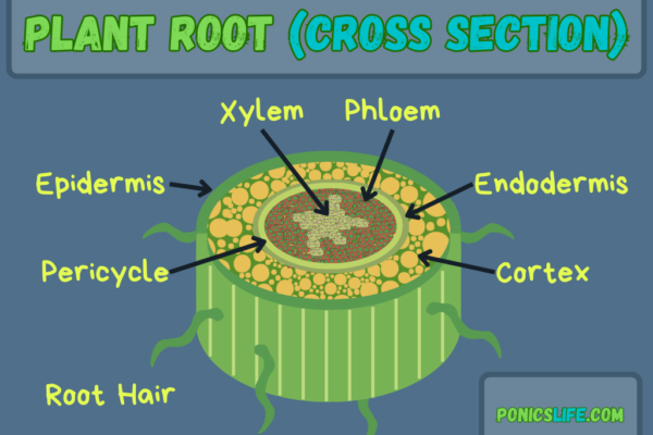 Plant Root Diagram