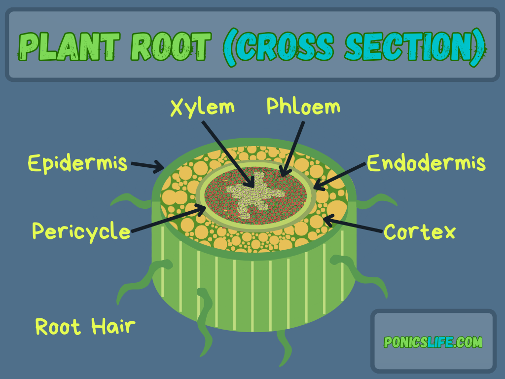 Plant Root Diagram