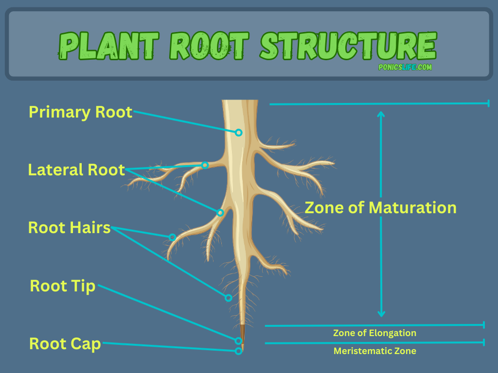 Shows structure of a plant