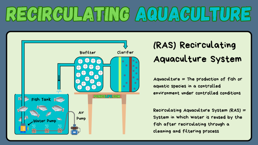 A RAS Aquaculture System