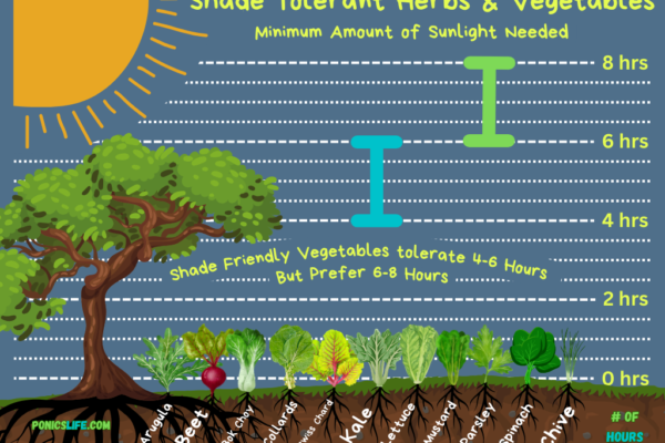 Vegetables that can be grown in the shade