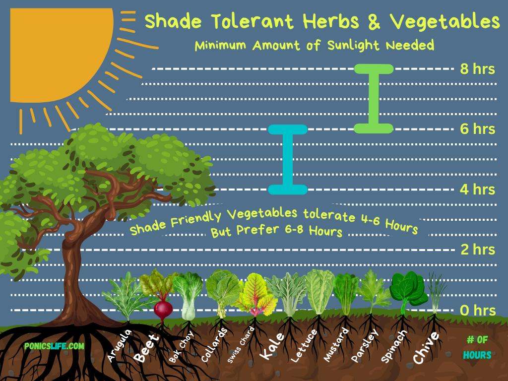 Vegetables that can be grown in the shade