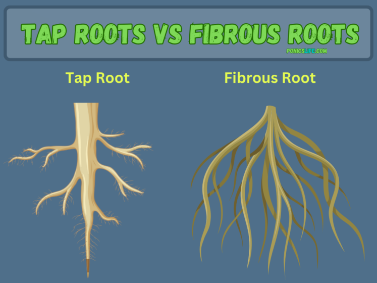 Roots and Hydroponics: Everything You Need to Know