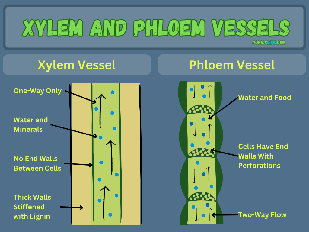 Xylem and phloem vessels diagram