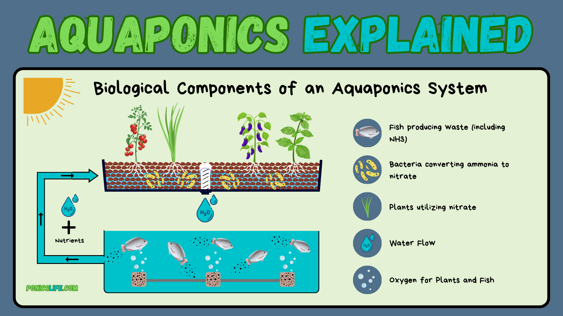 Aquaponic biological components