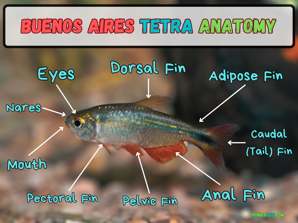 Anatomy of a Buenos Aires Tetra Fish