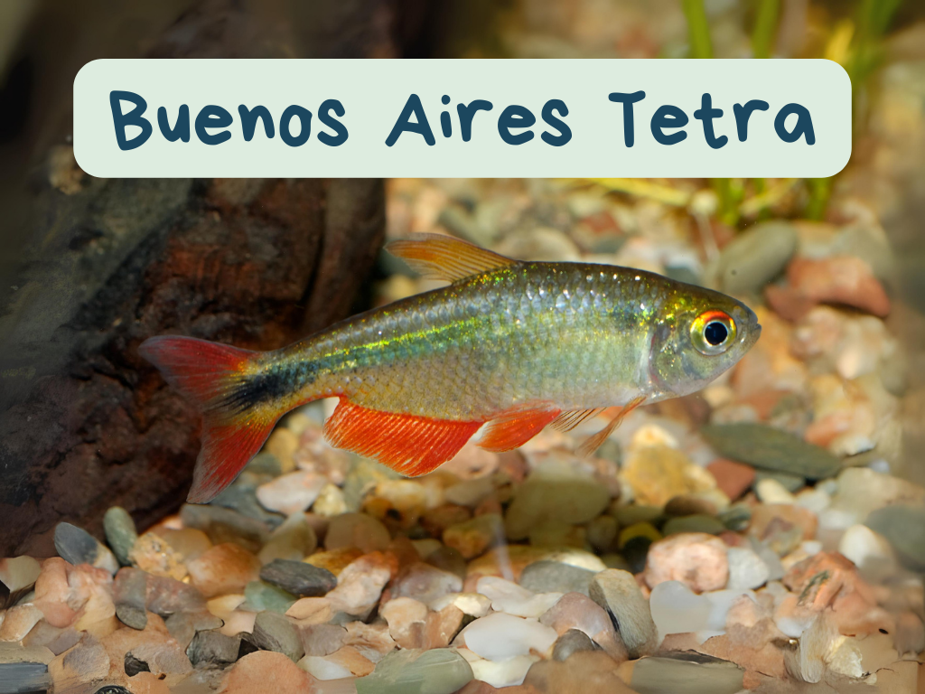 Buenos Aires Tetra Psalidodon anisitsi All in One Fish Guide