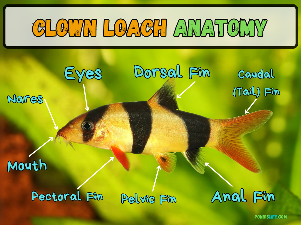 Shows the anatomy of a clown loach 