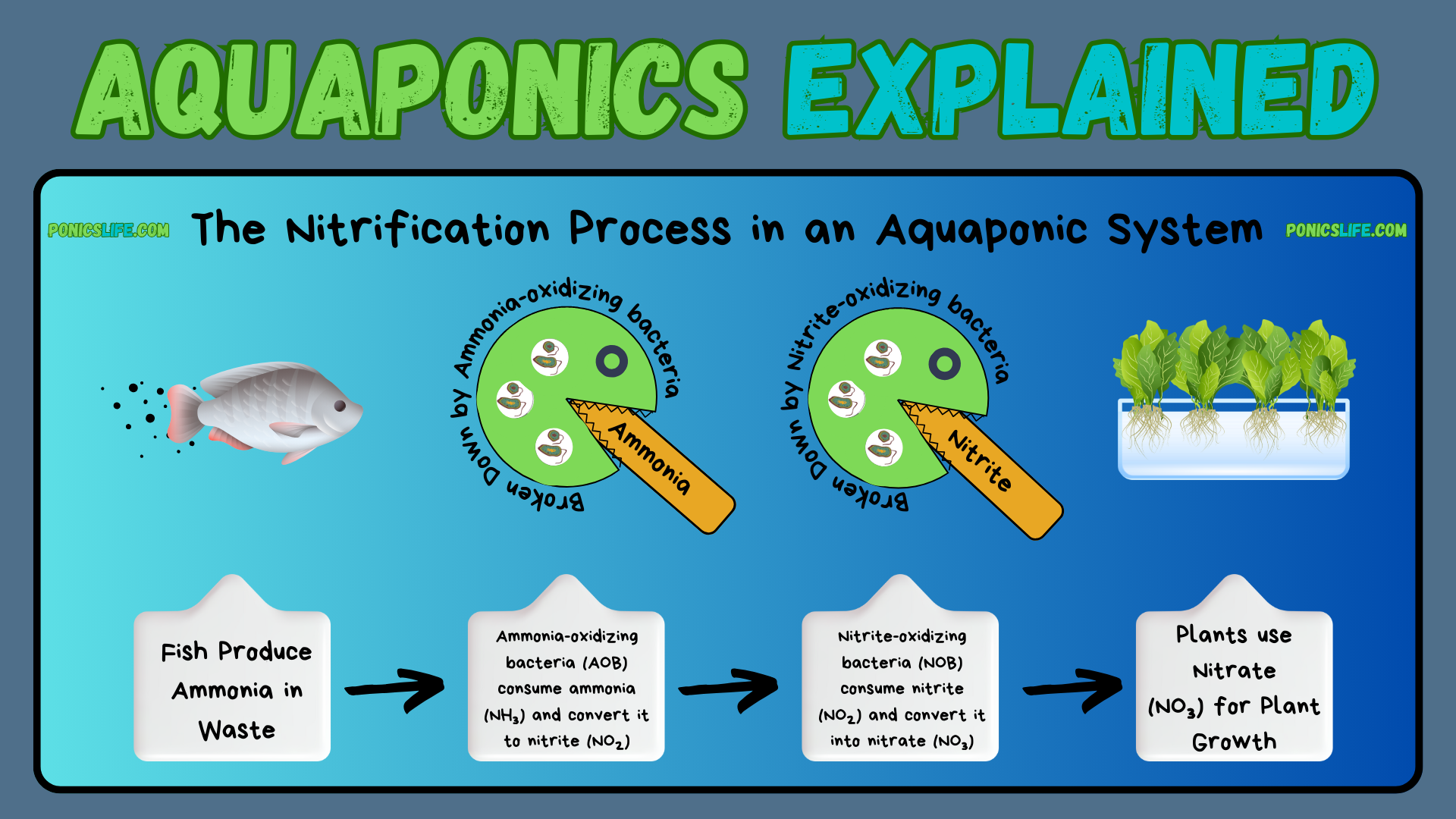 Nitrification process in aquaponics