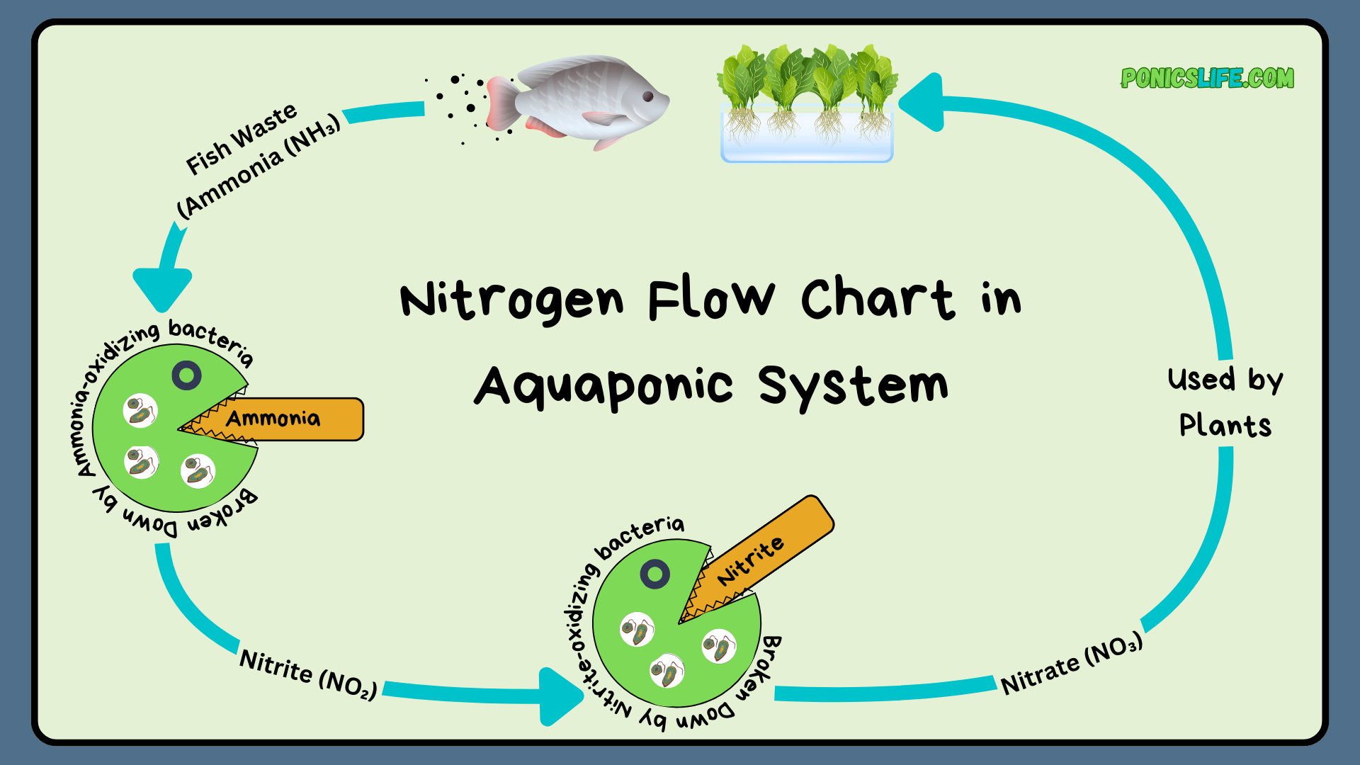 Nitrogen Flow Chart in Aquaponics